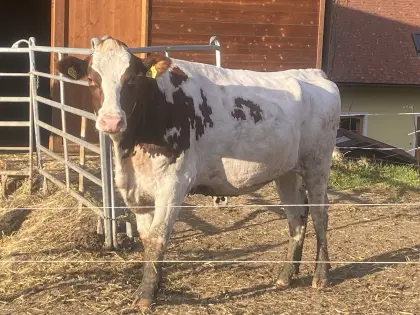Verkaufe trächtige Kalbinnen und Jungkühe FV und HF