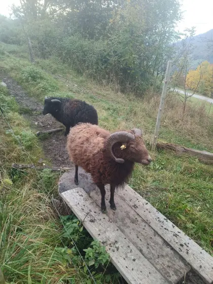 Quessant-Bock-Mischling