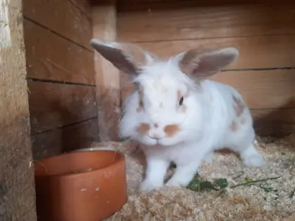 Zwergkaninchen