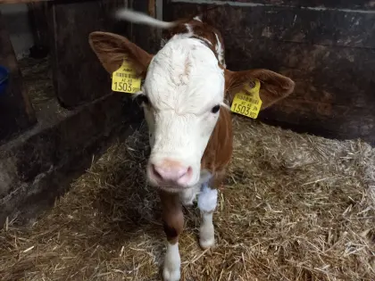 Verkaufe trinkfreudiges FL-Bio-Stierkalb