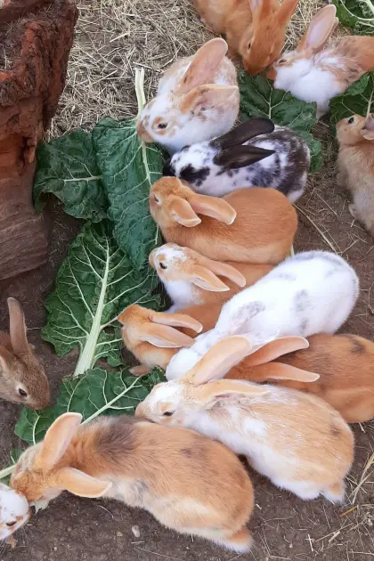 Deutsch Großsilber Gelb, Scheck-Mix Kaninchen