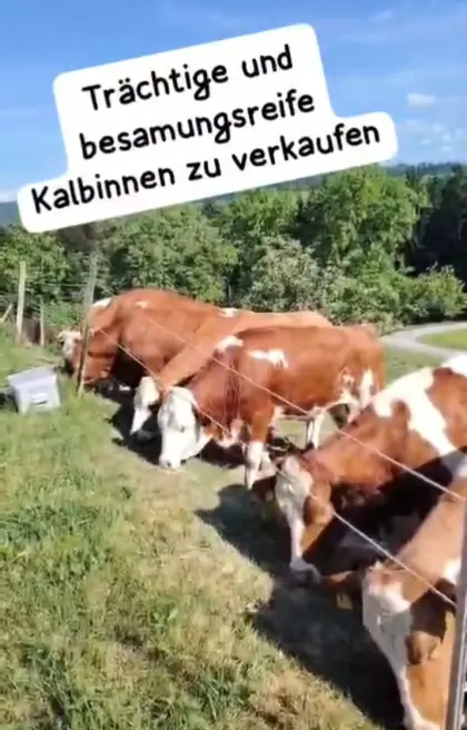 Trächtige und besamungsreife Zuchtkalbinnen