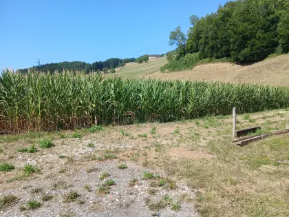 Silomais in 4.451 Garsten