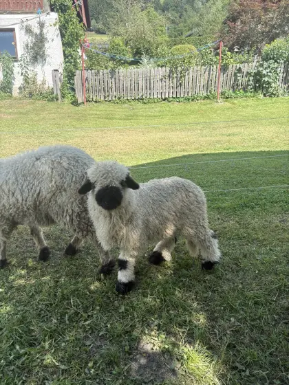 Walliser Schwarznasenwidder