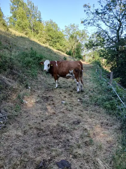Trächtige FV Kalbin