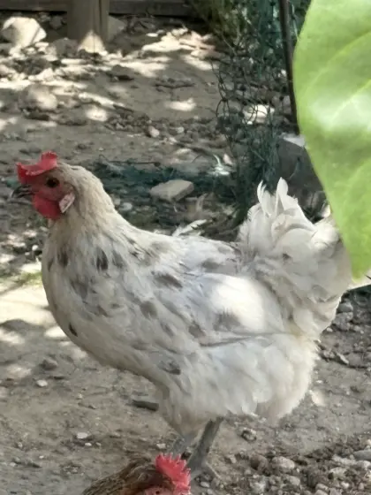 2 Hennen mit Seidenhahn, 1 Maransmix, 1 Bresse von 2025