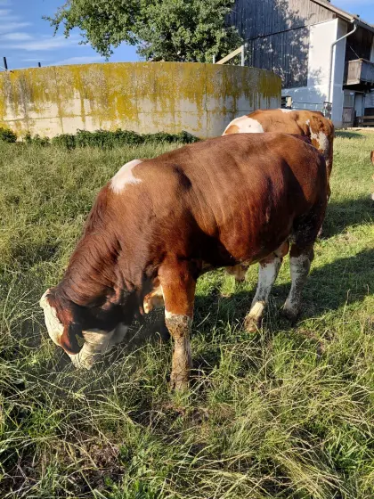 Stier
