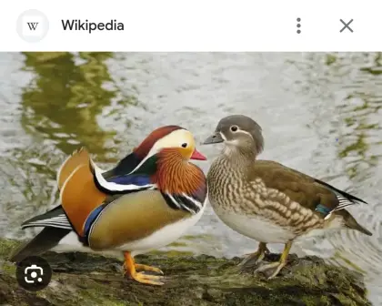 Ich suche Mandarinenten