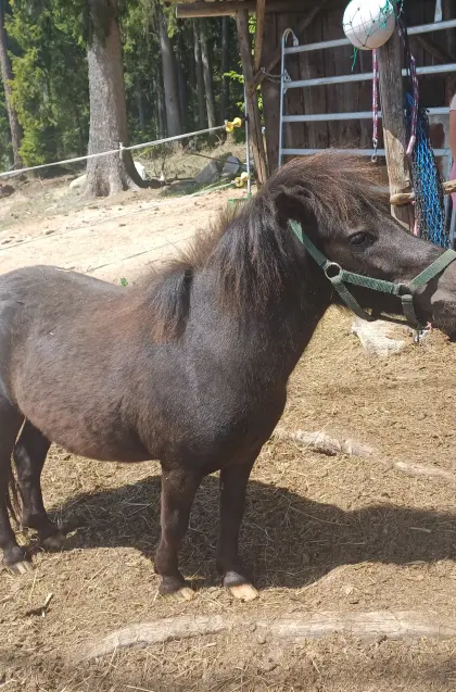 Mini-Shetty-Hengst