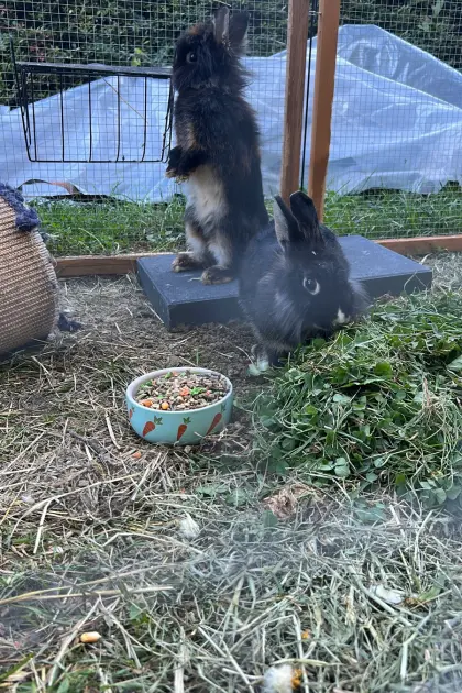 Kaninchen