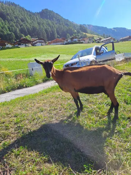 GGZ-Ziege