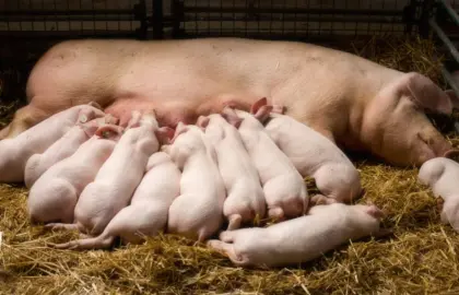Ferkel