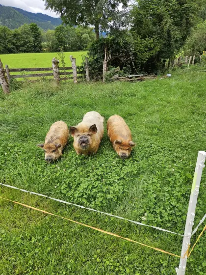 Kune Kune Schwein