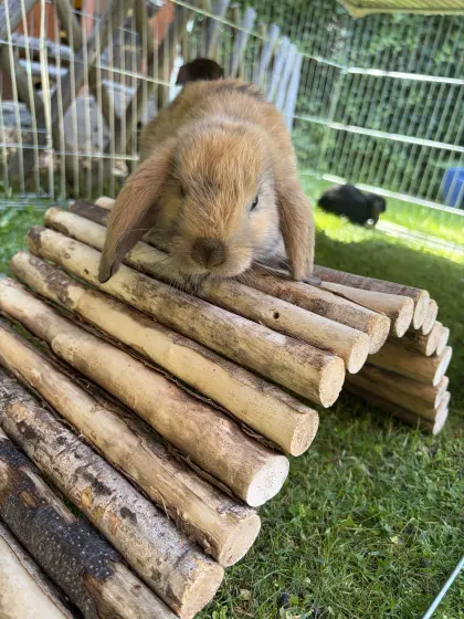 Süße Zwergkaninchen