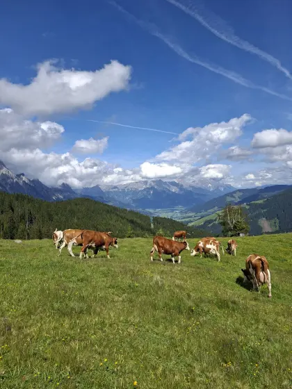 Bio Milchkühe und Mutterkühe
