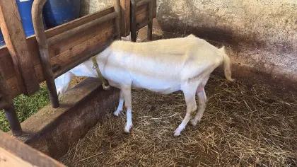 Milchziege