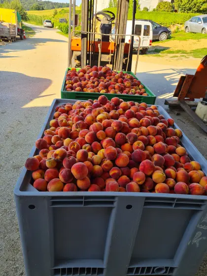 Obstbau