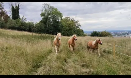 Haflinger