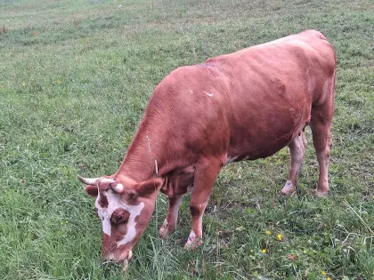 Trächtige Fleckvieh x Jersey-Kalbin