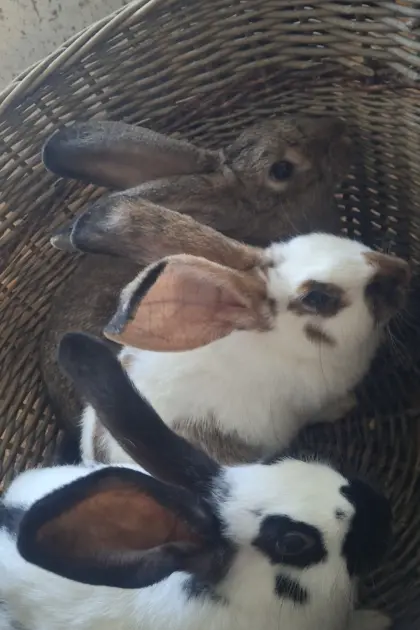 Hasenweibchen