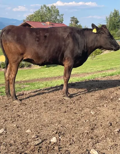 Wagyu-Kalbin