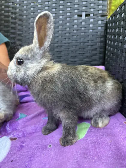 Zuckersüße Zwergkaninchen-Babys