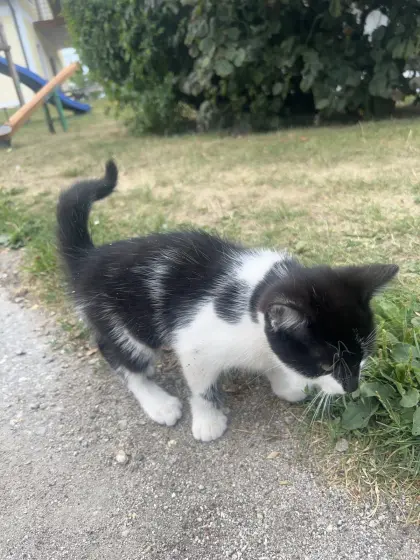 Babykatze