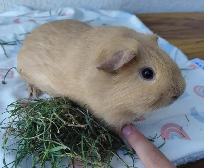 2 zutrauliche Meerschweinchenböckchen