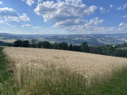 Triticale