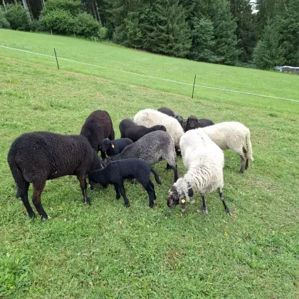 Alpine Steinschaf-Lämmer