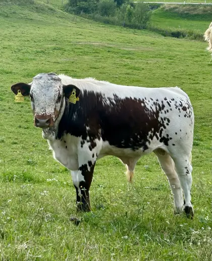 Bio PSR Stier