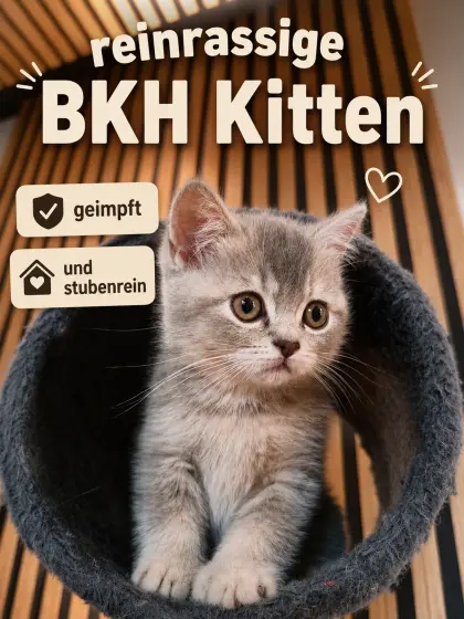 BKH-Kitten