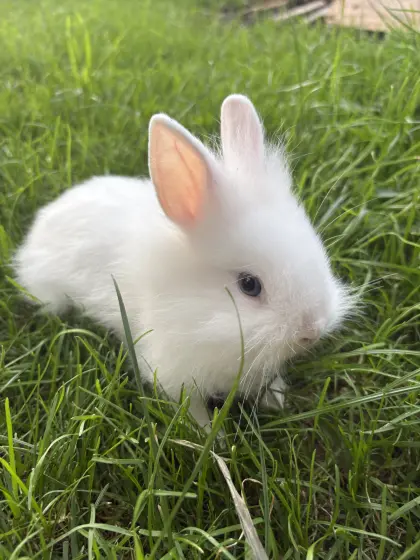 Zwergkaninchen