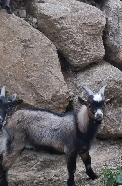 Zwergziegenbock