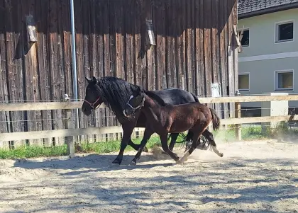 Elvis Nero XVI, Noriker Hengst
