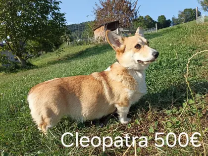 Welsh Corgi Pembroke Hündin 1
