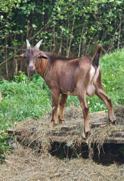Ziegenbock