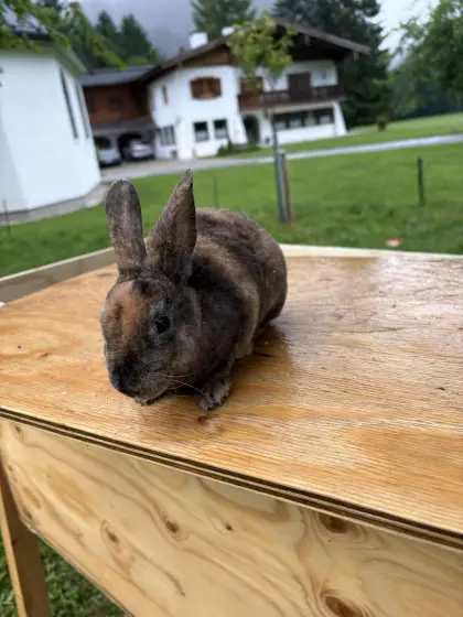 Mini Rex Hasen, Weibchen