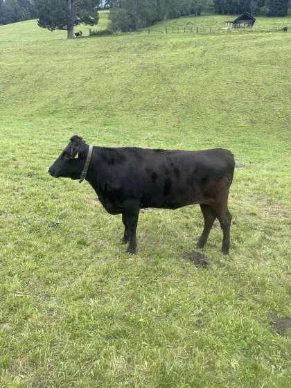 Wagyu