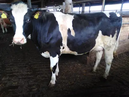 Holstein-Zuchtkälber