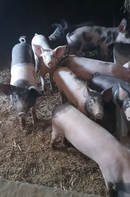 Ferkel