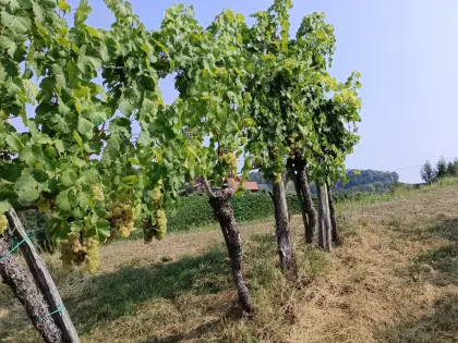 Wein für Mischung, Landwein