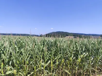Silomais