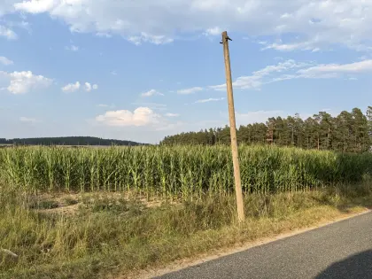 Silomais ab Feld
