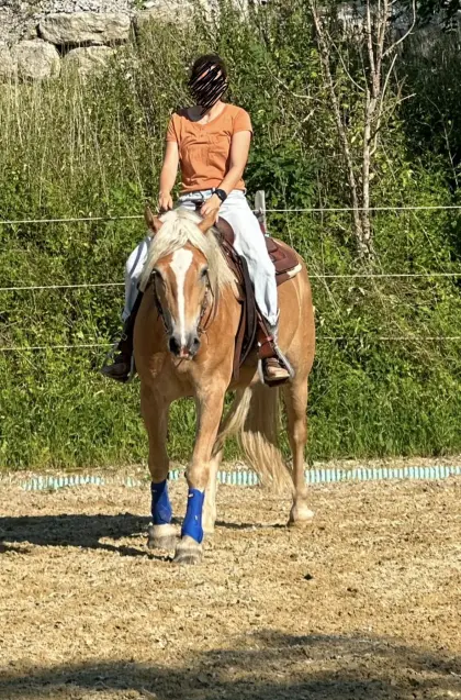 4-jähriger Haflinger-Wallach