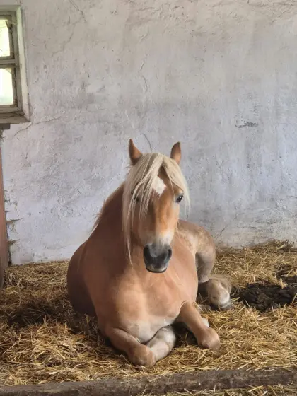 Haflinger Stute, 3-jährig