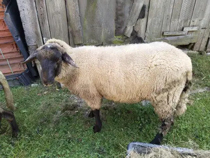 Suche Schafe oder Lamm (alt oder jung?)