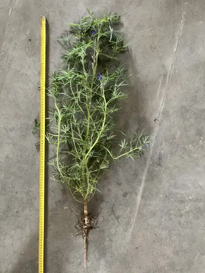 Bitterlupinen Begrünungssaatgut