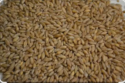 Triticale