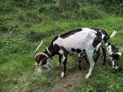 Tauernscheckenbock